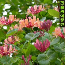 인동 덩굴식물 수입 포트묘, 02. 골든 플레임 P9 9cm 포트