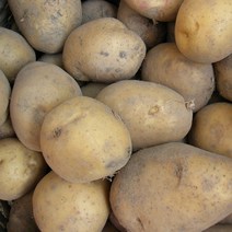 국내산 23년 수확 포슬포슬 무안 황토밭 햇 수미 감자, 특 5kg (찜용/요리)