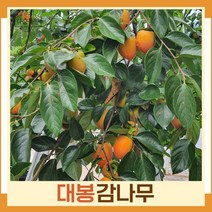 감나무 묘목 대봉(대봉시) R2cm 결실주(분) 1개