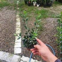 올리브나무 소품 야생화 15~30cm 49