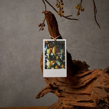 모던하우스 감성 시트러스 버베나 종이방향제 미니 3P