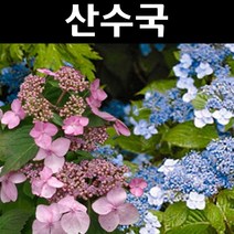산수국 나무 묘목 6치포트 1개/정원/공원/조경수