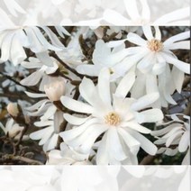 목련 스텔라타 향기나는 꽃 6치 포트묘 1개 흰목련