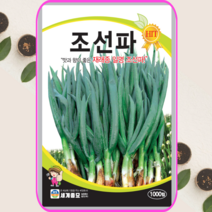 조선파 씨앗 구조파 종자 1000립 김장채소 재래종, 1개