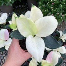 화이트 콩고 소품 3개묶음 필로덴드론 실내식물, 3개