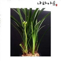 나라아트 난 철골소심(9-10촉) 동양란 풍란 난화분