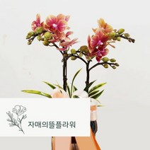 승진축하 영전축하 승격축하선물 안양꽃집 서양난 자매의뜰플라워