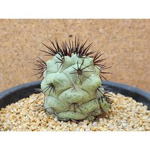 선인장/맥도가리-2125 아프리카농장