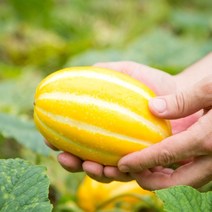 성주 정품 꿀 참외 3kg 5kg 10kg 10키로 가정용 선물용 고당도 박스포장 랜덤 소 특 로열 소과 중과 대과 못난이 하우스 참외, 01. 성주참외 2kg(가정용/6-12과)
