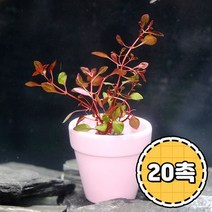 미미팜스 무결점 루드위지아 슈퍼레드 수초 20뿌리.미미네아쿠아