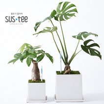 서스티 본품M 물주기알리미 식물수분계 화분 제라늄 장미 허브 다육이 물주는방법 가정용 토양수분측정기, 서스티M(화이트)