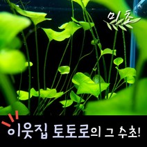 [미초] 타이완 가가부타 수초 1줄기 & 1뿌리 / 유경 수초 / 레이아웃 / 어항 수초, 1줄기 (뿌리 X)