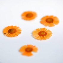 국화꽃 12송이 압화 압화공예, 핑크