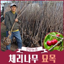 체리나무 묘목 5년 2년생 라핀 레이니어 타이톤 조대과 스위트하트 과일나무, 라핀3년생