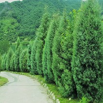 착한가격나무생각 편백나무 실생2년(포트묘) 20주묶음, 주