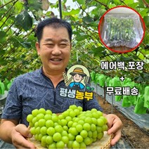 경북 김천 수출용 고당도 샤인머스켓, 4kg 수출용 상등급 [4~6송이]