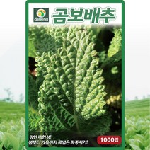 다농 곰보배추 씨앗 1000립, 1개