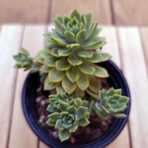 메비나금 키우기 쉬운 거실 실내 다육 랜덤발송1자3-30