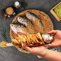 녹차로 냄새잡은 영광 법성포 찐 보리굴비 5팩 대 30-31cm 부세 찜보리굴비 선물세트, 단품, 단품