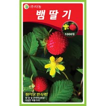 예광 토마토 씨앗 100립 - 야채씨앗 채소씨앗 채소재배 토마토 키우기 종묘 종자 베란다 텃밭 씨 씨앗 오이 호박 방울토마토 수박 참외, 17_다농_뱀 딸기(1000립)