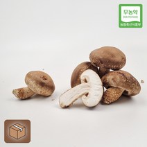 강원도 강릉 솔송고버섯 1kg 송화버섯 송이맛표고, 1개