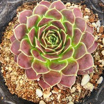 꽃나무팜 조비바바 휴페리 바위솔 월동다육이 국민다육 반려식물 초보 바위솔키우기 공기정화