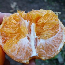 레드향 제주과일 선물용 특대과 5Kg 제주레드향 제철 만감류, 레드향 5Kg, 1개