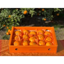 더숲속마을 제주 서귀포 천혜향 1kg 2.5kg 4.5kg 가정용 선물세트, 제주 천혜향 선물용+선물용포장, 1.5kg 대과(5-6과)