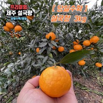 당일수확 제주 설국향 수라향 신비향 가정용 3kg 5kg, 상품 3kg
