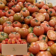 산지직송 강원도 짭짤한 햇 완숙 찰 토마토 대과 5KG