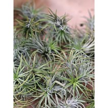 무배특가 5개발송 식물공장 여러촉 이오난사 3촉이상 07~20cm 수입식물 공기정화식물, 1개
