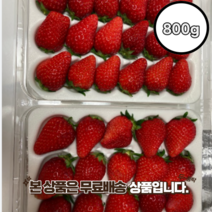 죽향딸기 제철 생딸기 설향 죽향 금실 메리퀸 킹스베리 만년설, 설향딸기 800g 24-30입