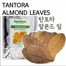 미미네아쿠아 Tantora 탄토라 알몬드 잎 18~30cm, 단품없음