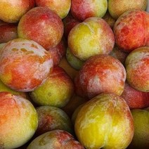 자두(추희) 특묘목 1주 유실수 묘목_143IF, 본상품선택, 1개