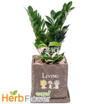 공기정화식물 대박나무 행운목 금전수 스투키 고무나무 개업화분 전국당일꽃배달, A-16 금전수