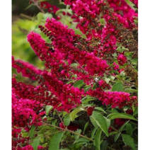 붓들레아 로열레드[1포트]