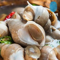 [산지직송] 백골뱅이 1kg(활고동) 소 40미~50미 당일조업 생물 백고동 자연산, 상세페이지 참조