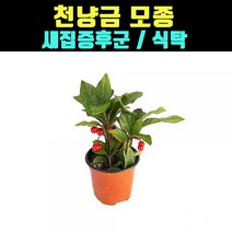 곰빵 천냥금 모종 새집증후군 실내공기정화식물 식탁