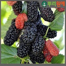 뽕나무 뽕나무묘목 오디뽕나무 슈퍼오디뽕나무 2년생