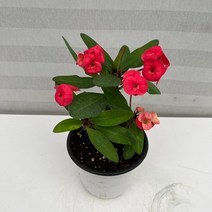 [다은꽃농원]빨강꽃 대왕 꽃기린 중품 키우기쉬운 실내공기정화식물 인테리어