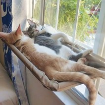 고양이 해먹 창문 선반 고양이 창문 해먹 강력고정 윈도우 창틀 투명, 민트