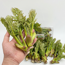 완주모악산 참두릅 원순 곁순 500g, 원순(첫순) 500g