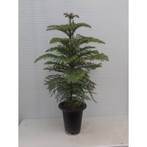 [근이네식물원]아라우카리아/아레우카리아/높이110센치정도/크리스마스 트리꾸미세요.