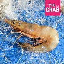 살아있는 국산 자연산 대하 새우, 1개, 자연산대하 특대 10미