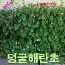 팝플라워 덩굴해란초 (애기누운주름잎) 씨앗 25립, 1개