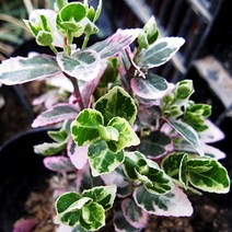 은테줄사철 덩굴식물 모종 포트묘 1판(30주), 1개