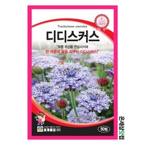 디디스커스 50립 / 꽃씨 종자 화단 정원 일년생