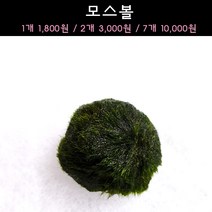[수초아쿠아] 모스볼 초보수초 인기수초 구피 새우 은신처 어항수초 수초맛집 득템수초, 2개