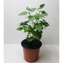 방아화분18cm, 1개