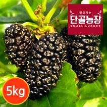 프레시데이 [단골농장] 내장산 토종 오디 생과 프리미엄 5kg (급냉), 1